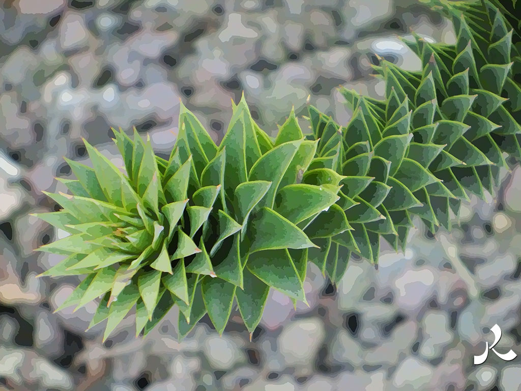 feuilles très piquantes