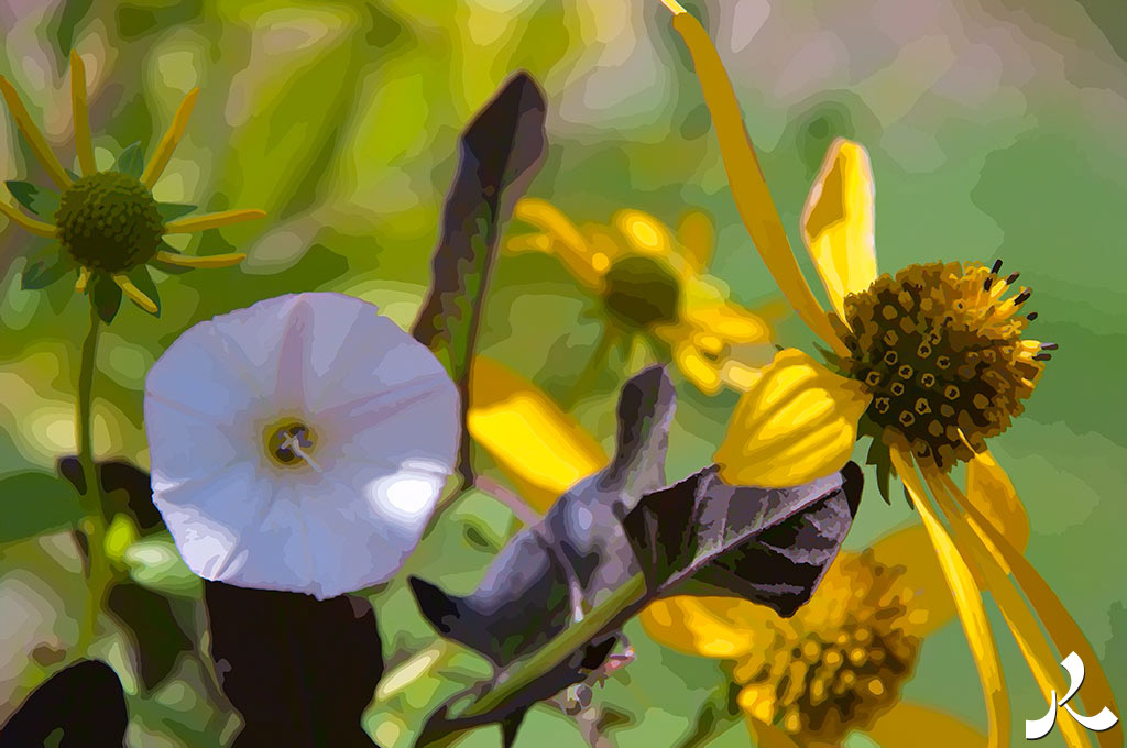 jolies fleurs variées