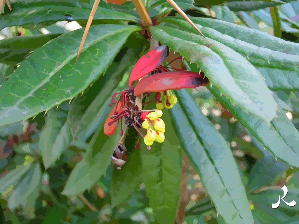 fruit étrange dans l'arbre