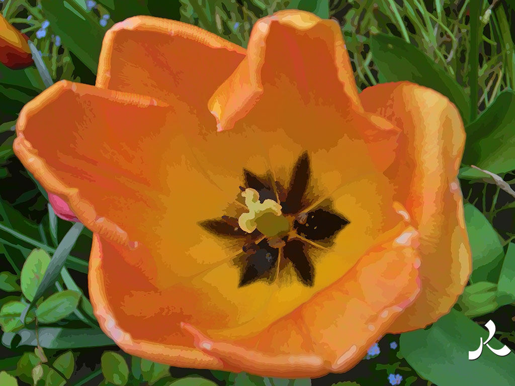 et une tulipe, une !