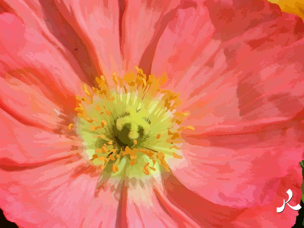 fleur rouge, cœur jaune