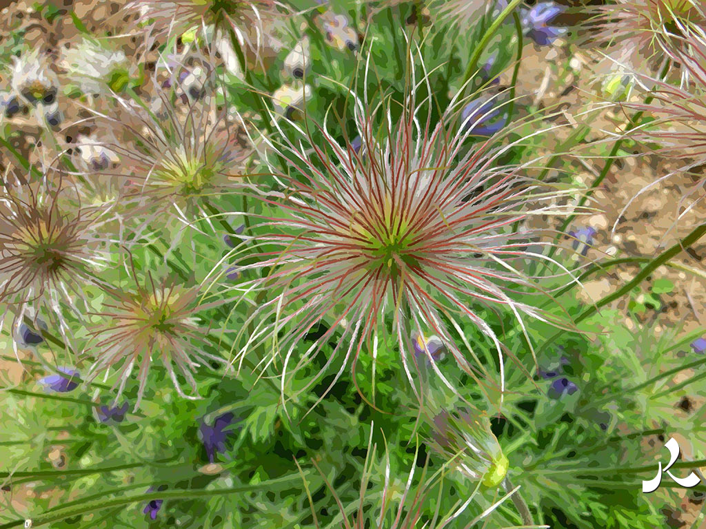 une fleur en filaments