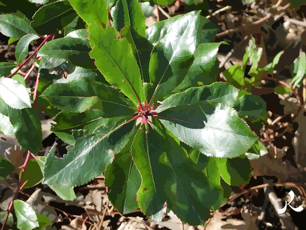 feuilles vertes à cœur rouge