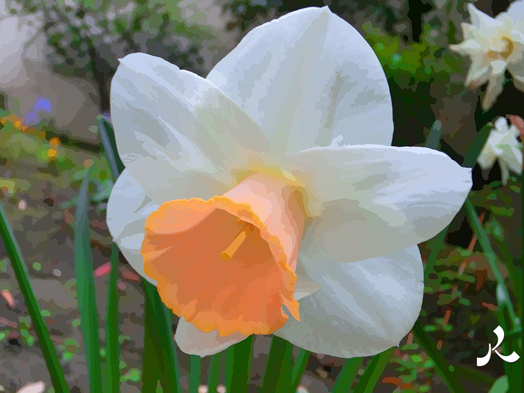 fleur blanche et jaune