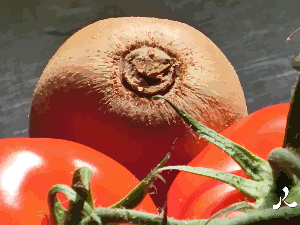 un kiwi et deux tomates