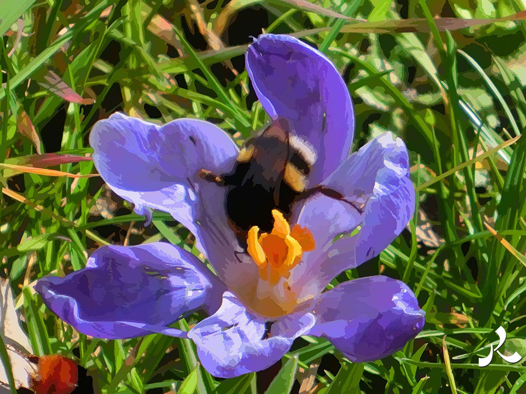 bourdon et crocus