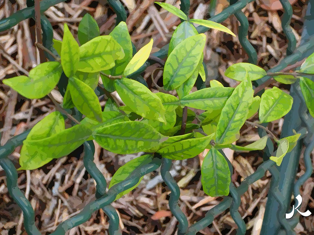 feuilles et grillage verts