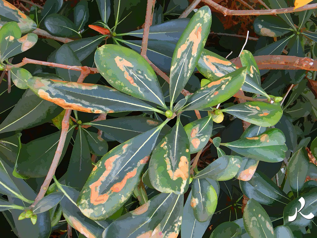 des feuilles abimées