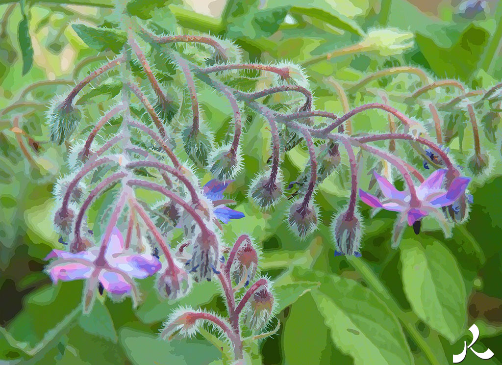 fleurs bleues velues