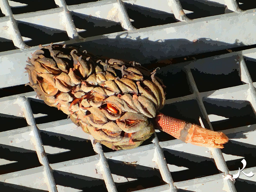 un fruit sur une grille