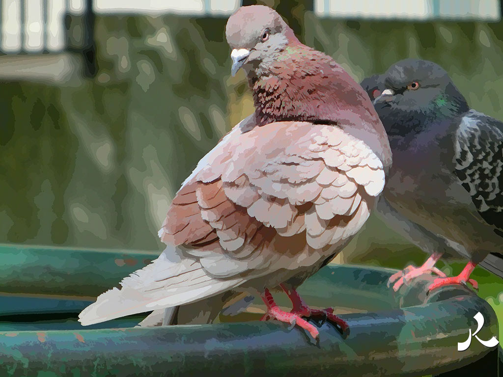 le pigeon me regarde