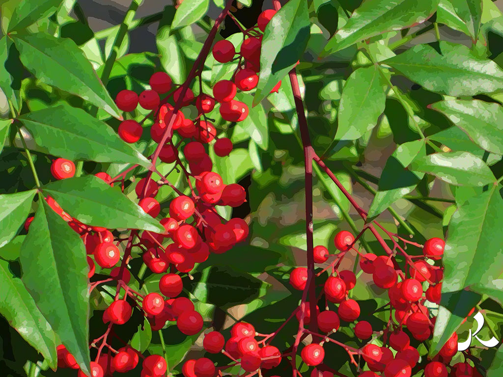 boules rouges et feuilles vertes