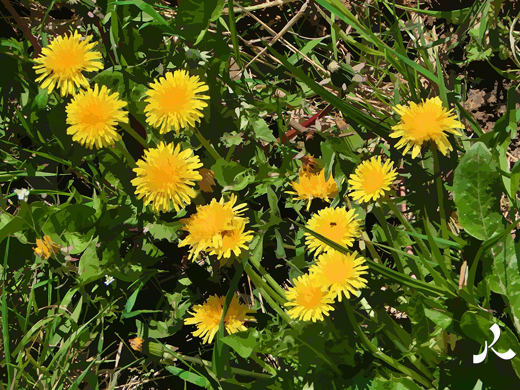 neuf pissenlits neufs