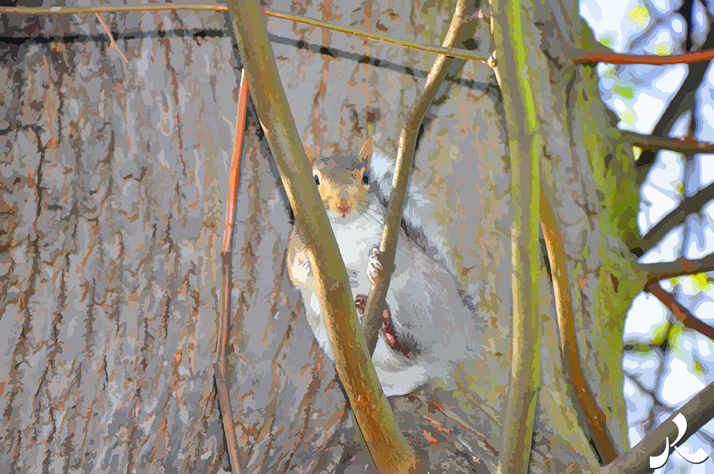 un écureuil surpris