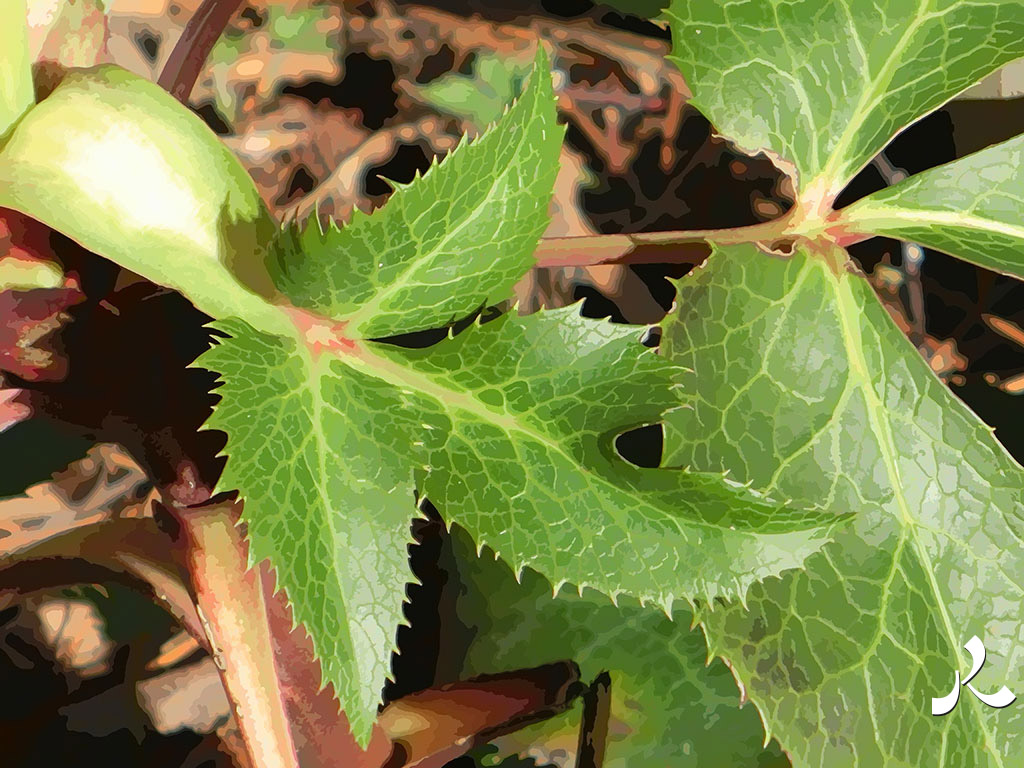 des feuilles bien armées