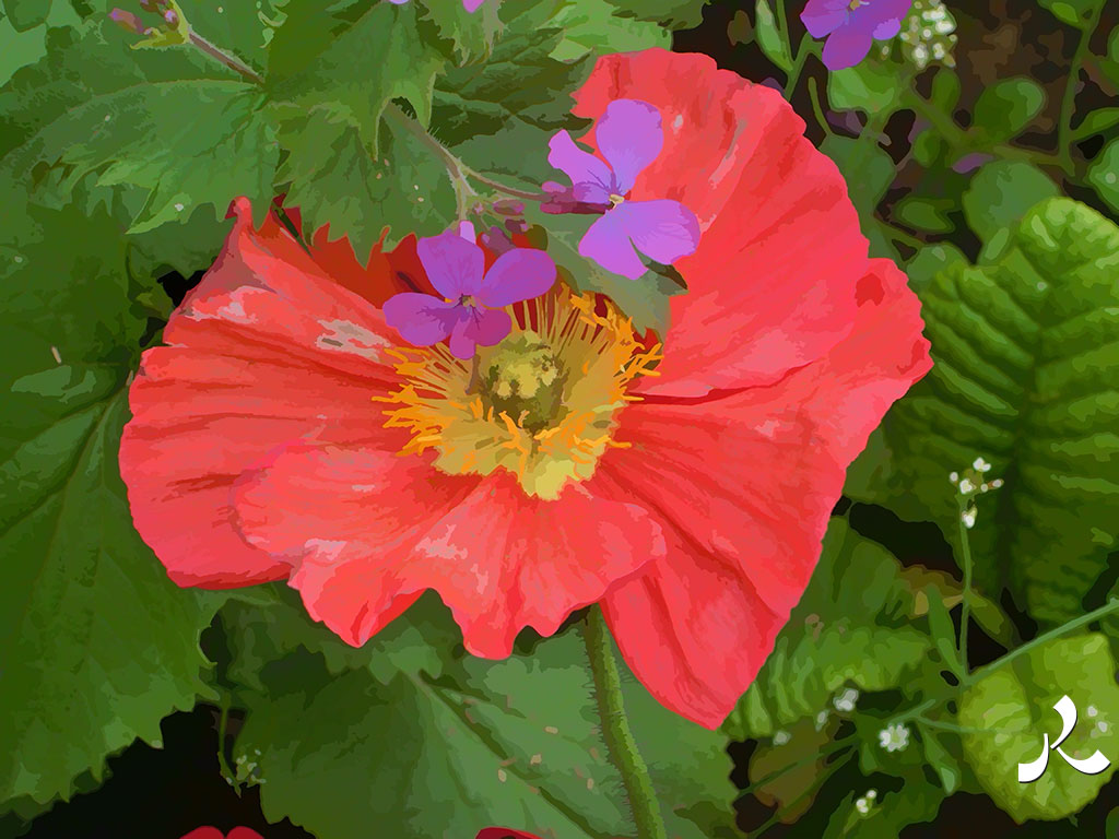 un autre pavot rouge