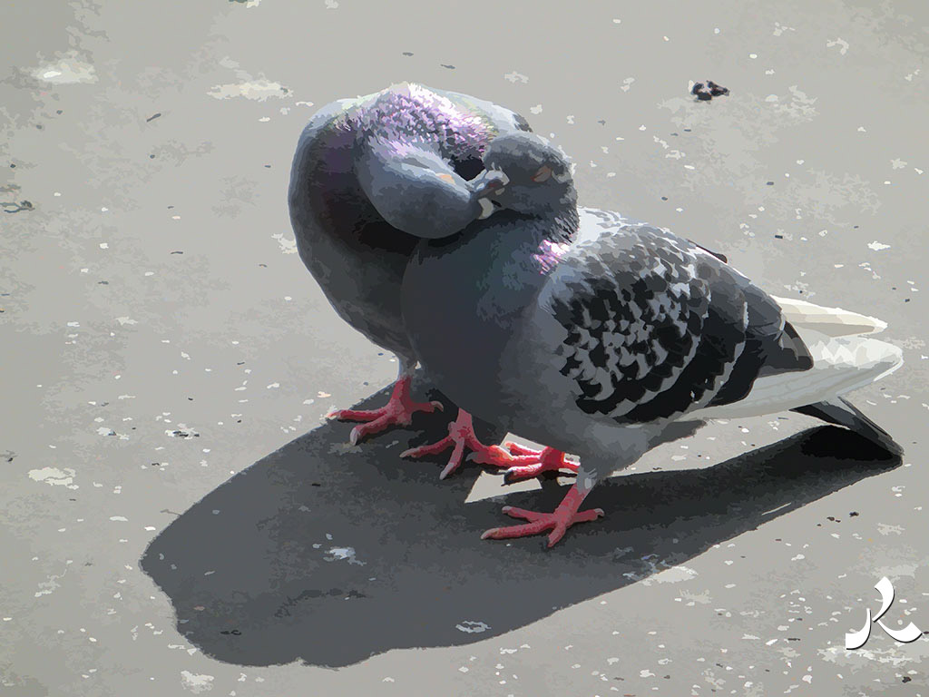 deux pigeons s'embrassent