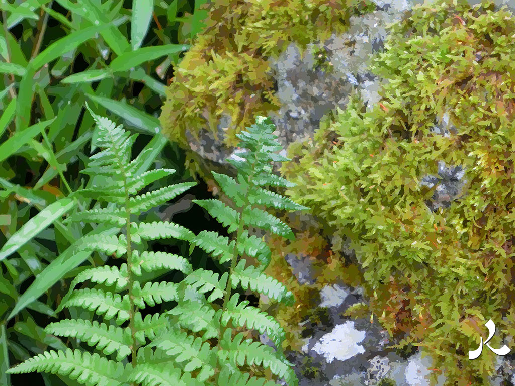 fougères, mousse et bambous