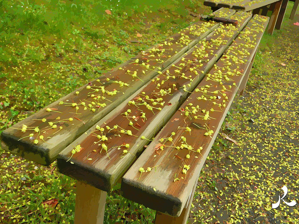 un banc jonché de graines
