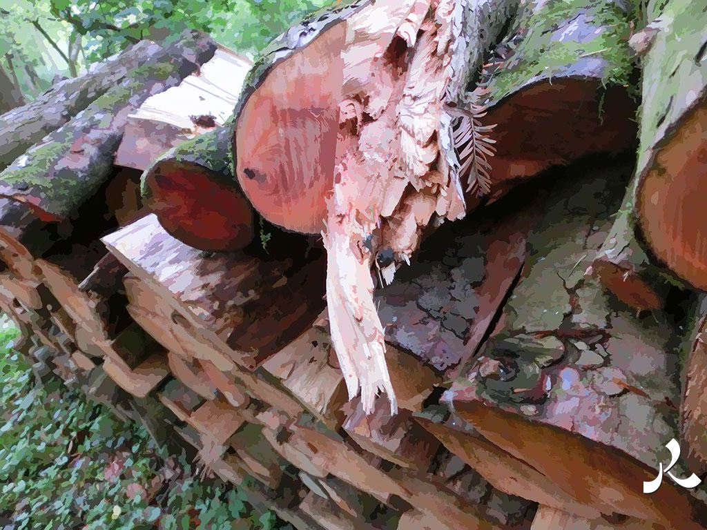 bûches de bois coupé