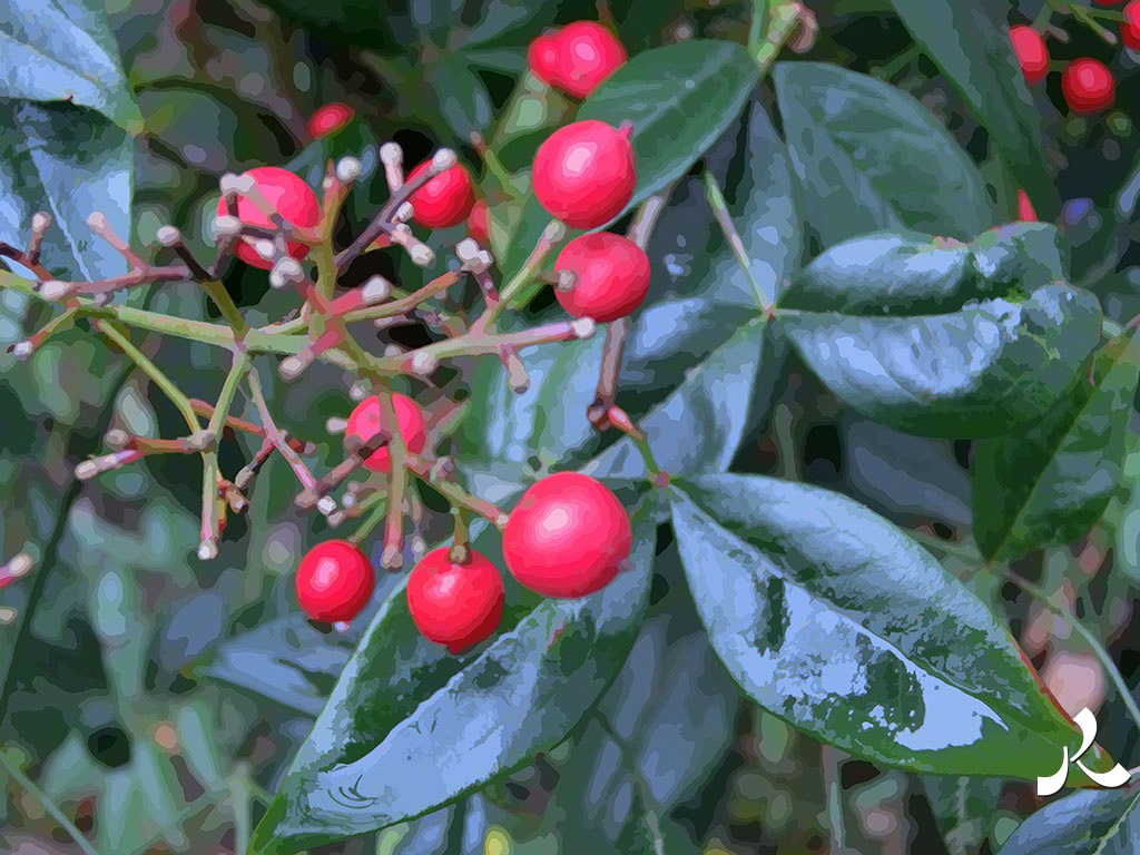 boules rouges feuilles vertes