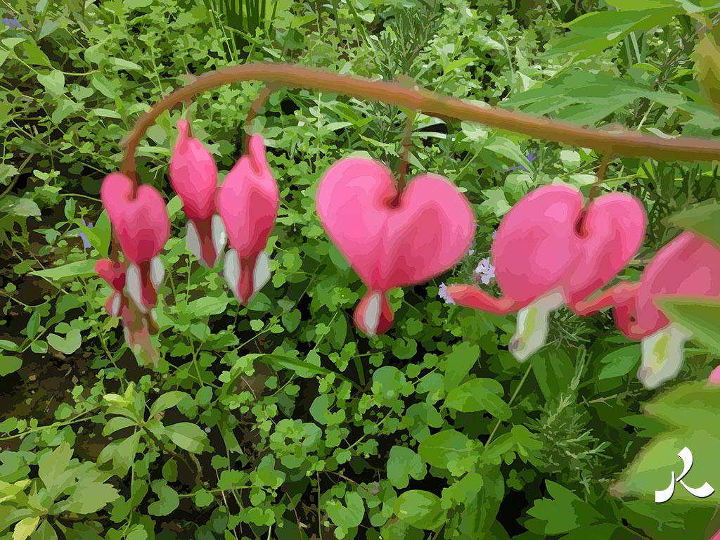 cœurs roses de marie