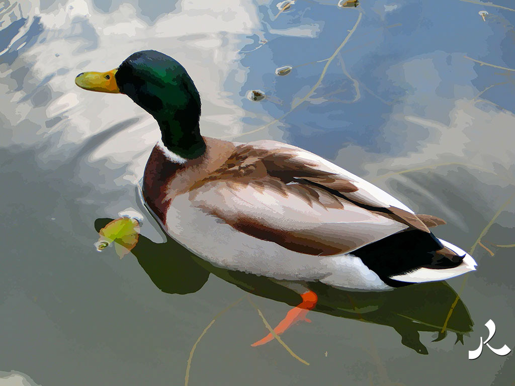 un canard colvert dans l'eau