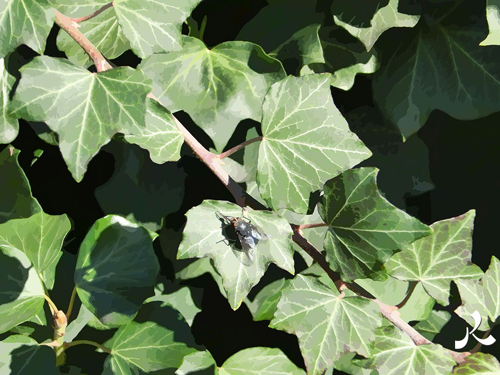 une mouche sur du lierre