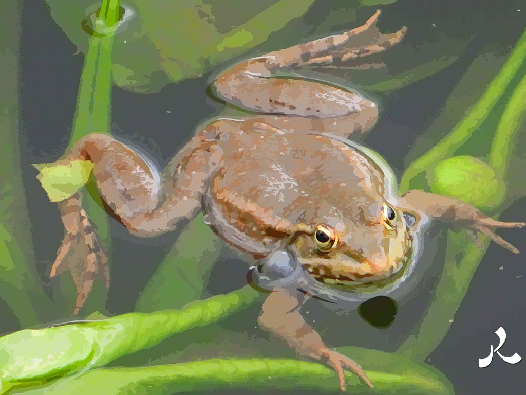 le mâle de la grenouille appelle sa femelle