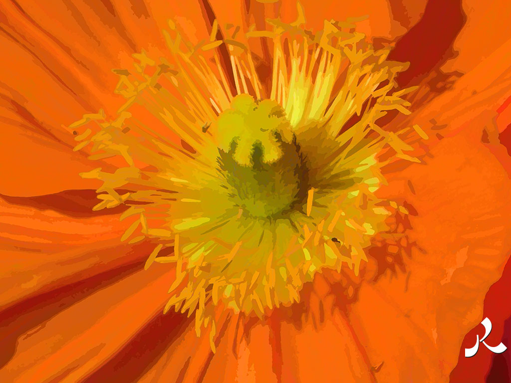 un pavot orange