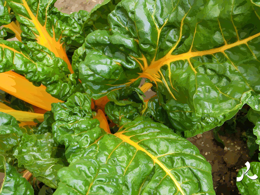 chou-bette au Muséum