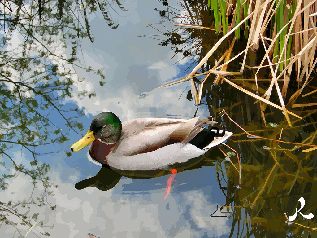 un canard colvert en milieu naturel