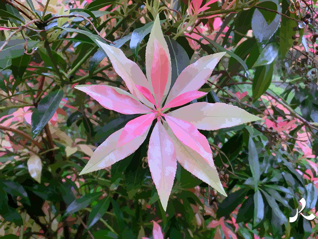 feuilles en étoiles roses
