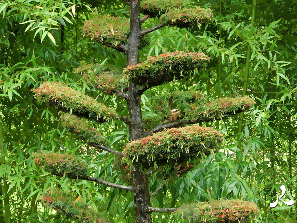 un arbre taillé et des bambous