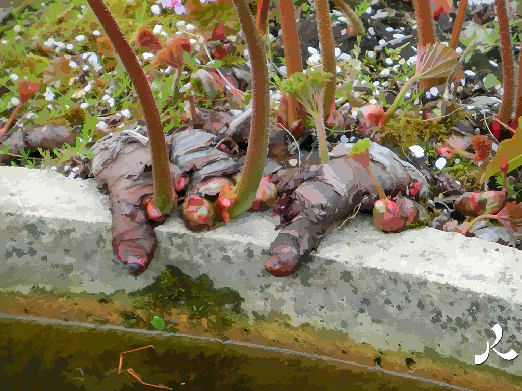 des doigts de momie au bord de l'eau