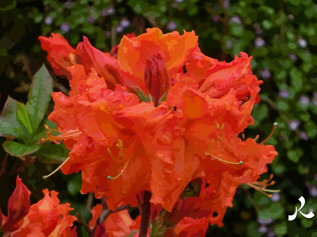 azalées bien rouges