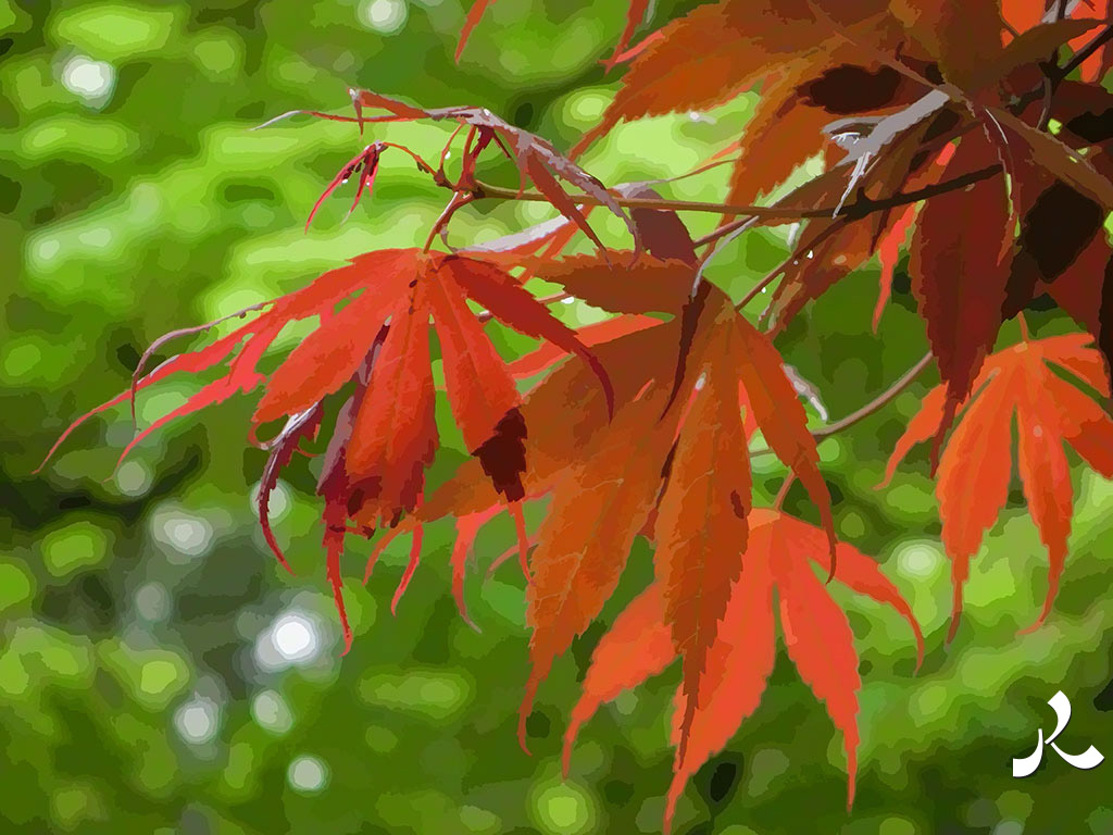 un érable rouge