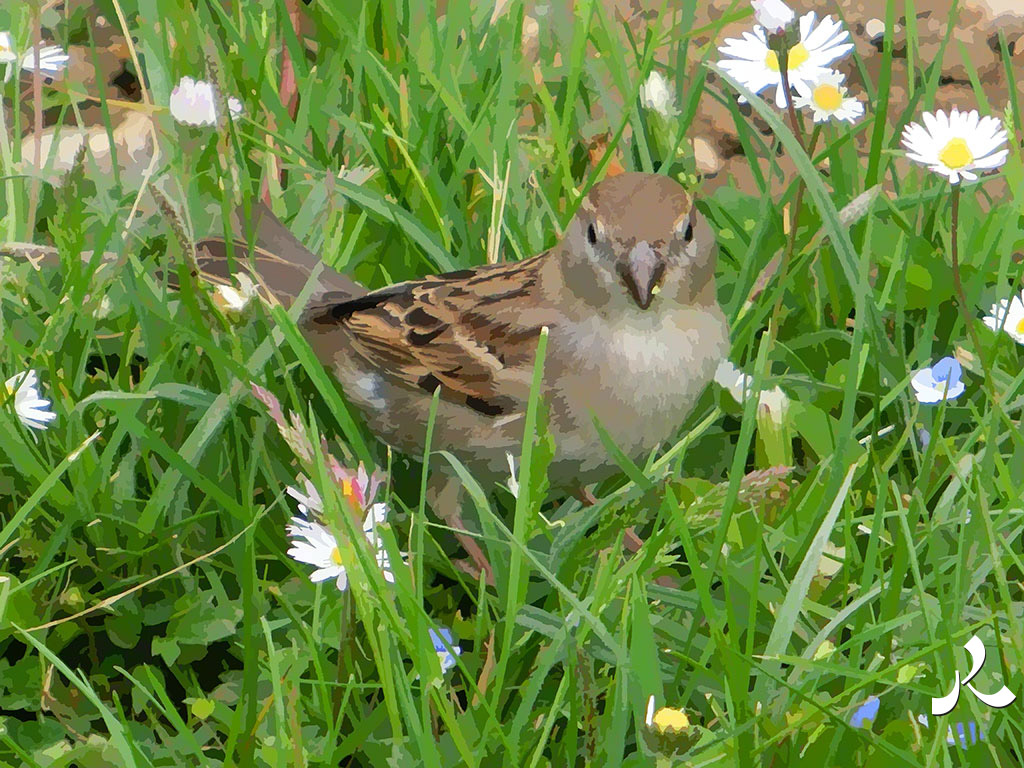 un moineau dans l'herbe
