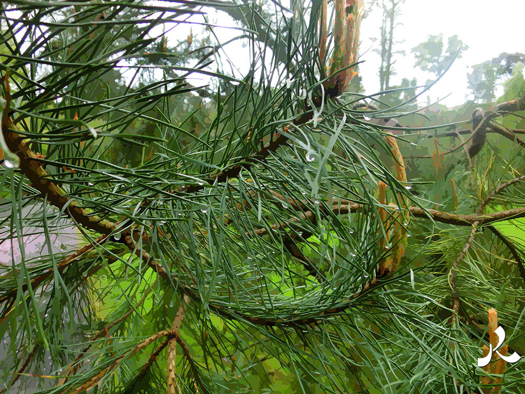 une branche de pin mouillée