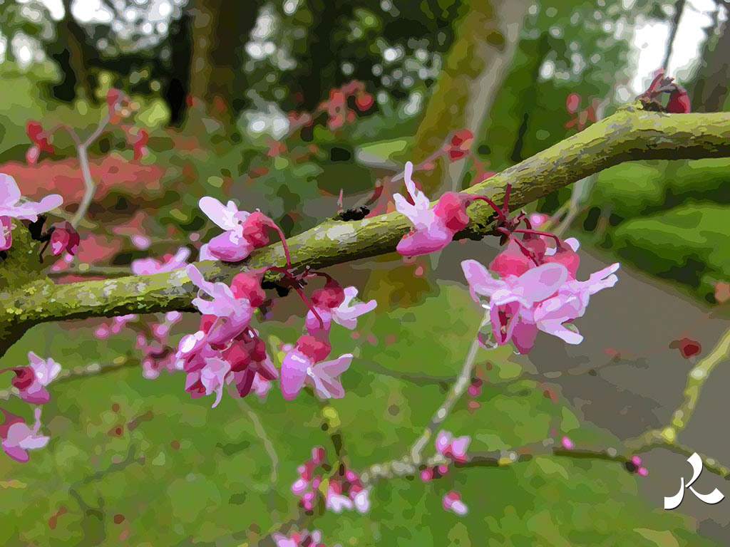fleurs roses sur une branche d'arbre