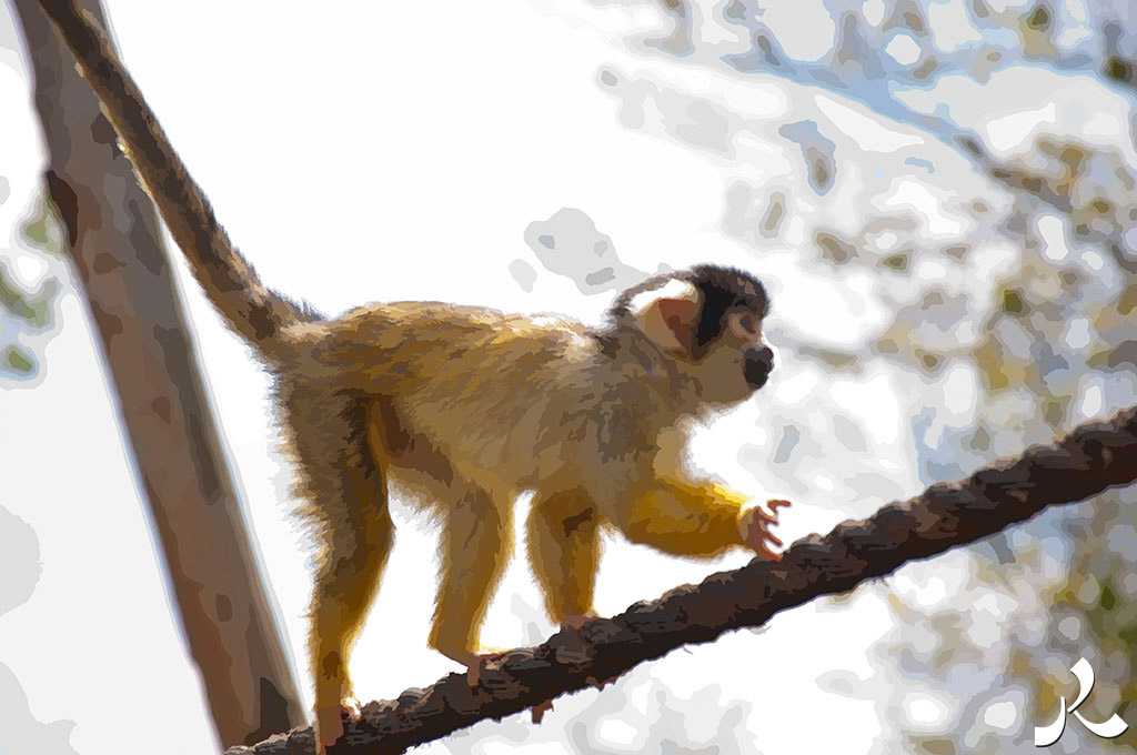 un singe jaune anglais