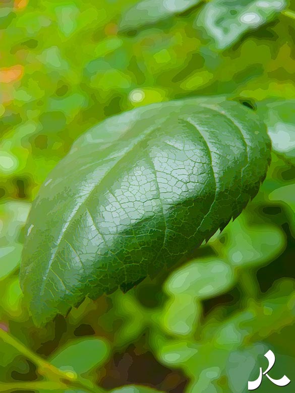 encore une feuille verte