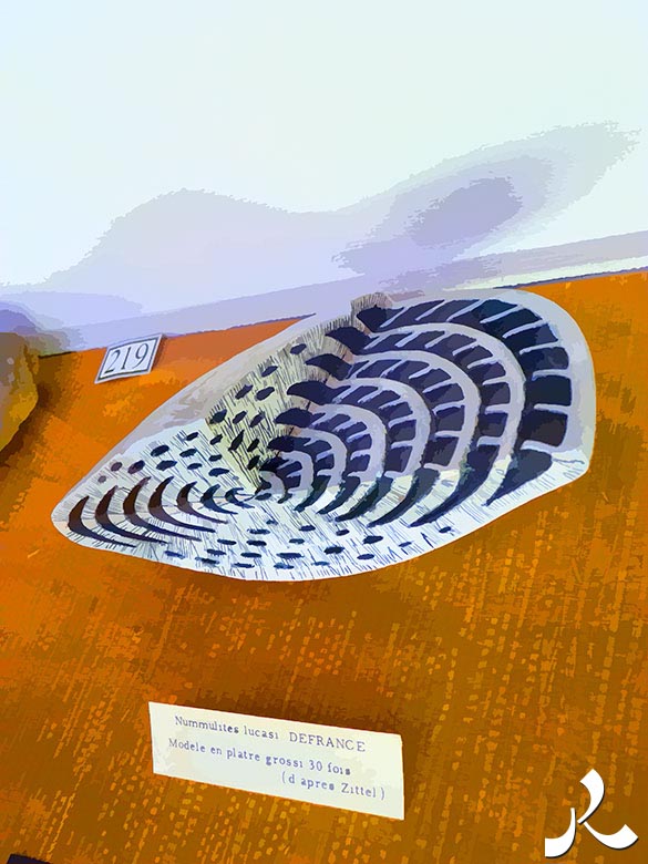 un fossile spectaculaire