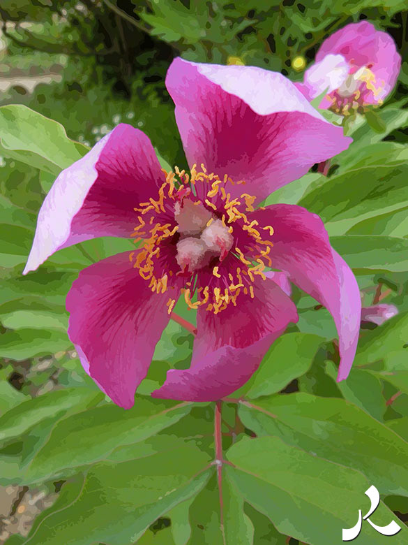 fleur rose à pétales crochus