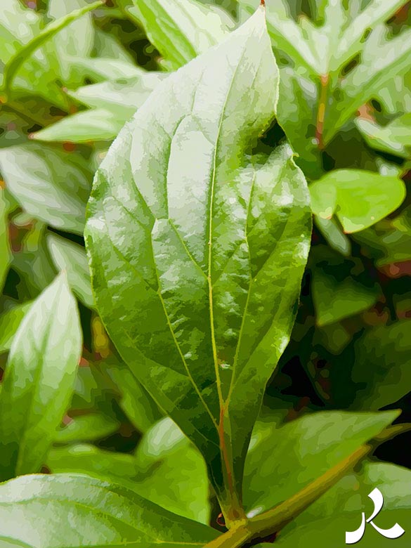 une feuille se dresse