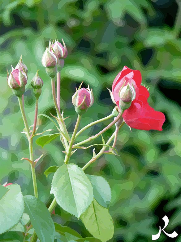 roses rouges en boutons