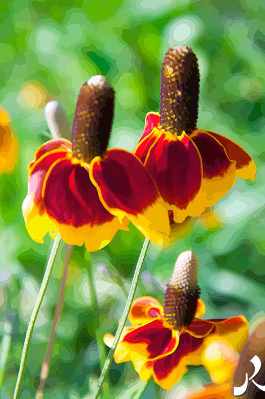 trois fleurs à jupe