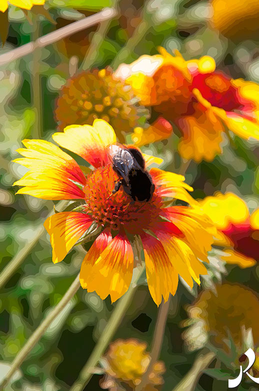 un bourdon sur une fleur jaune