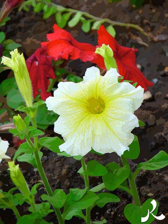 belle fleur blanche nervurée