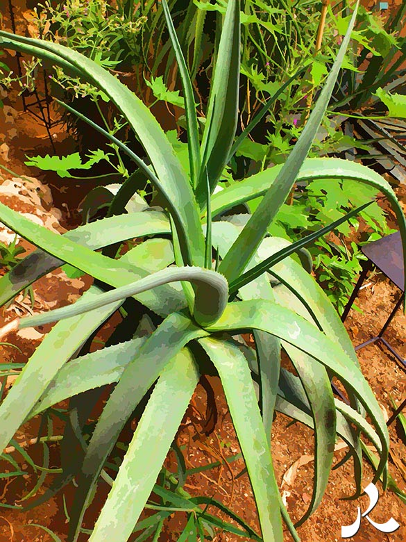 une belle plante grasse